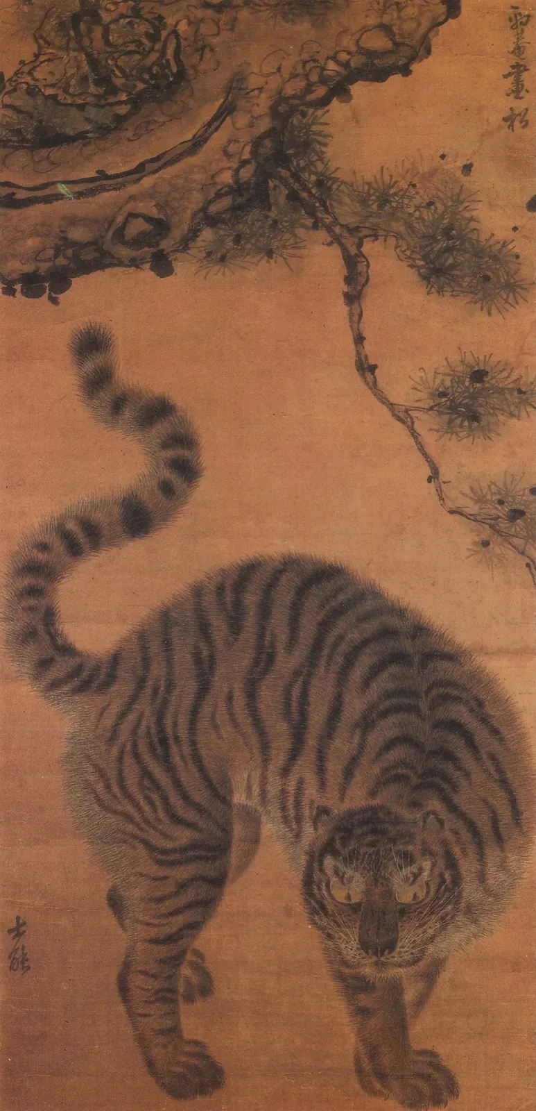 Striped tiger advancing head-down toward the viewer, tail raised in a curve, beneath a pine branch