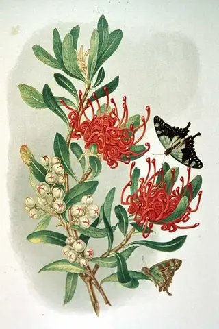 Rama de waratah con dos flores rojas de filamentos rizados, racimos de florecitas blancas y dos mariposas