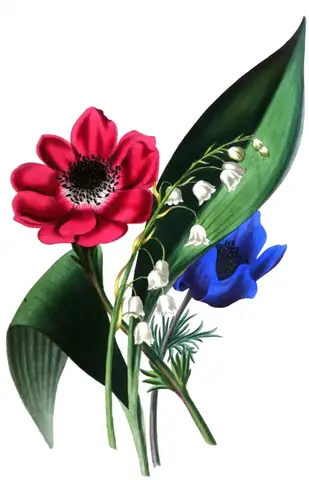 Anémona roja y anémona azul con campanitas blancas de lirio de los valles y hojas anchas, sobre fondo blanco