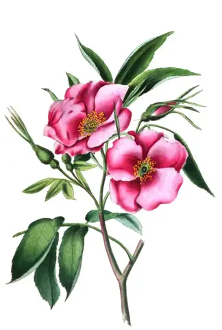 Rose branch with two pink roses with yellow centers, buds and toothed leaves on a white background
