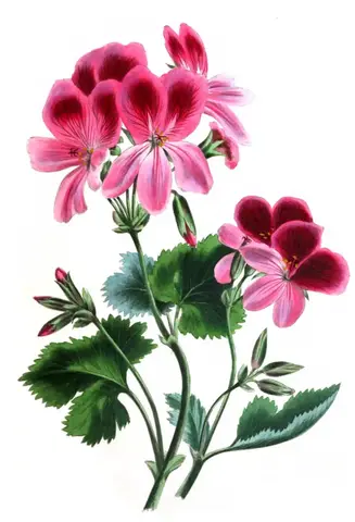 Dos racimos de geranios rosados con manchas granate en los pétalos de arriba, hojas redondas dentadas y capullos