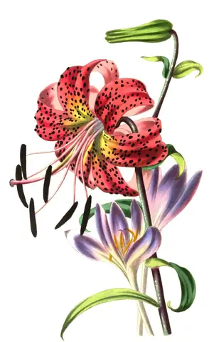 Azucena rosada de pétalos curvados con manchas negras y estambres largos, junto a dos flores lilas de cólquico