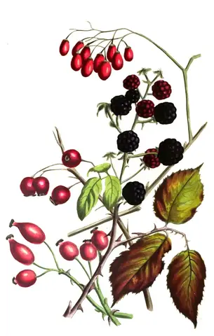 Ramas con moras negras y rojas, escaramujos, bayas de espino y un racimo colgante de bayas rojas alargadas