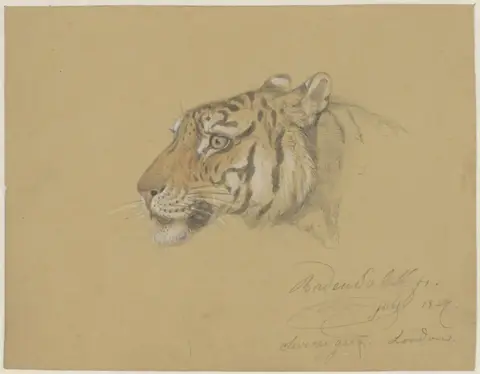 Cabeza de tigre de perfil, en naranja y negro sobre papel marrón claro, con el cuello apenas trazado a lápiz
