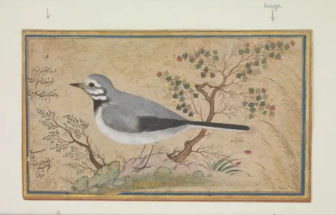 Gray and white long-tailed bird with a black bib, in profile on a rock beside a small tree with multicolored leaves