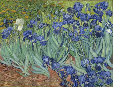 Macizo de lirios azul violeta con hojas largas y verdes sobre tierra rojiza, y un único lirio blanco a la izquierda