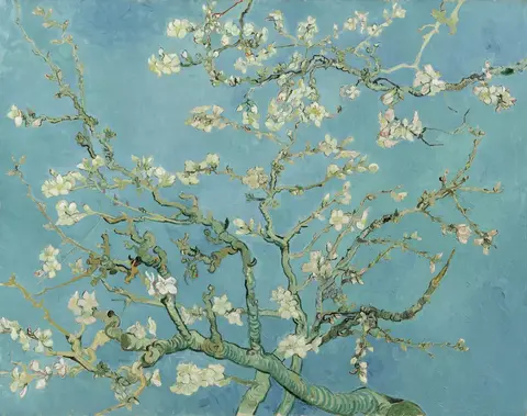 Ramas de almendro cubiertas de flores blancas y botones rosados que se extienden sobre un cielo azul turquesa