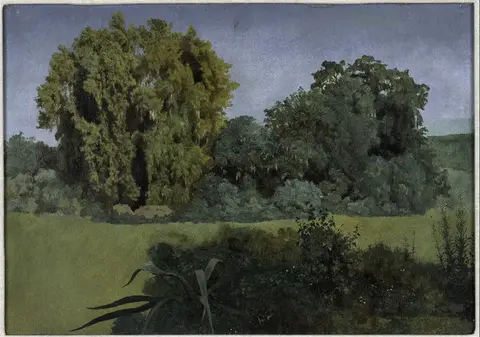 Gran árbol de follaje verde amarillento junto a árboles más oscuros, tras un prado verde y arbustos sombríos al frente