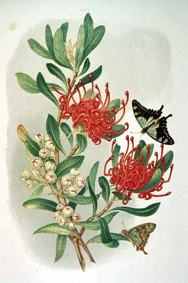 Waratah branch with two red flowers of curling filaments, clusters of small white blossoms and two butterflies