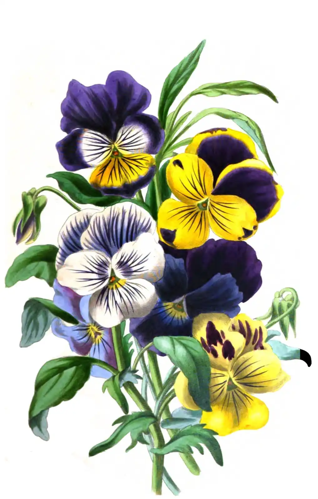 Bunch of purple, yellow and white pansies with dark veins, among green leaves and closed buds