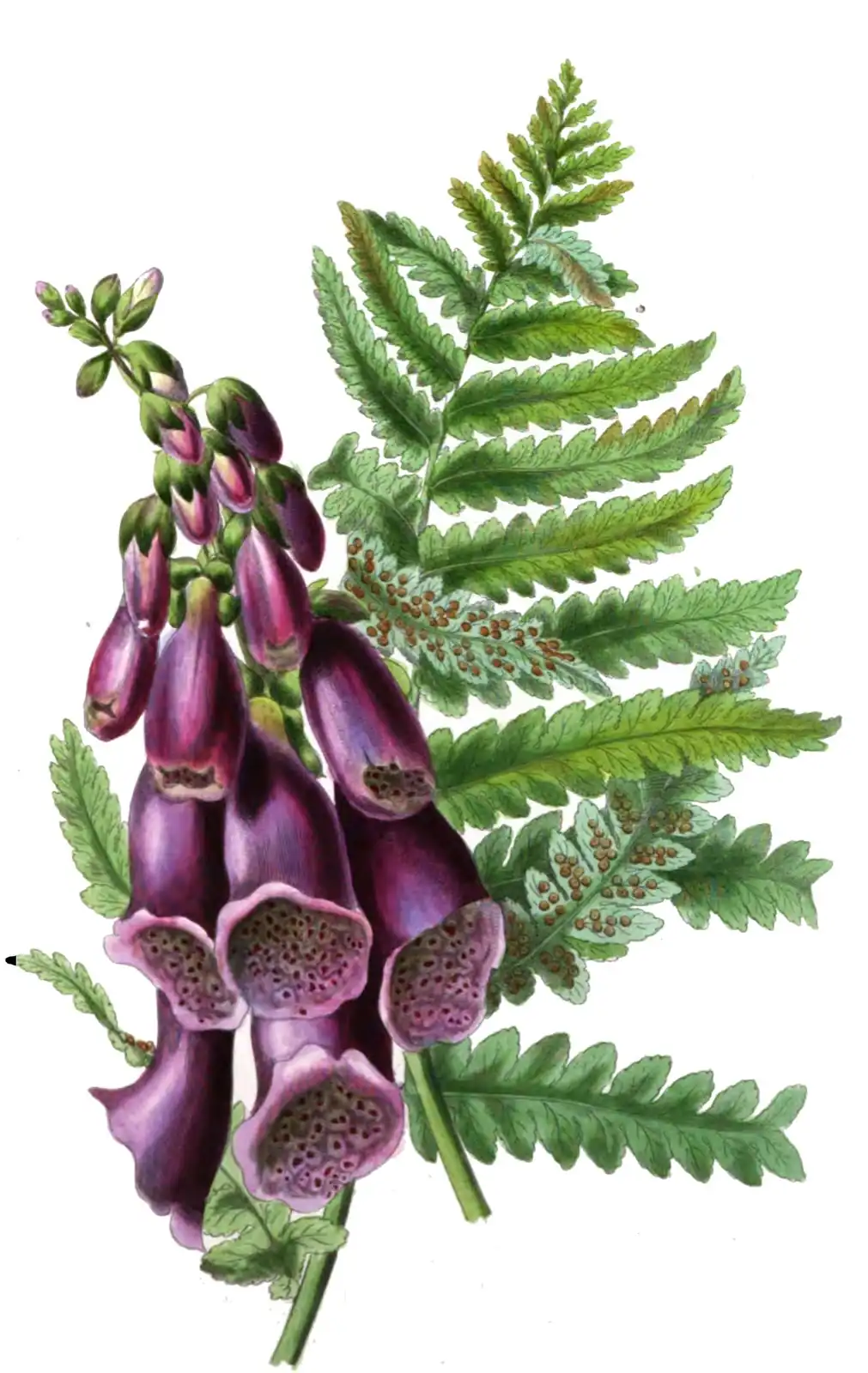 Espiga de dedalera con flores moradas en forma de campana y garganta moteada, delante de una hoja de helecho