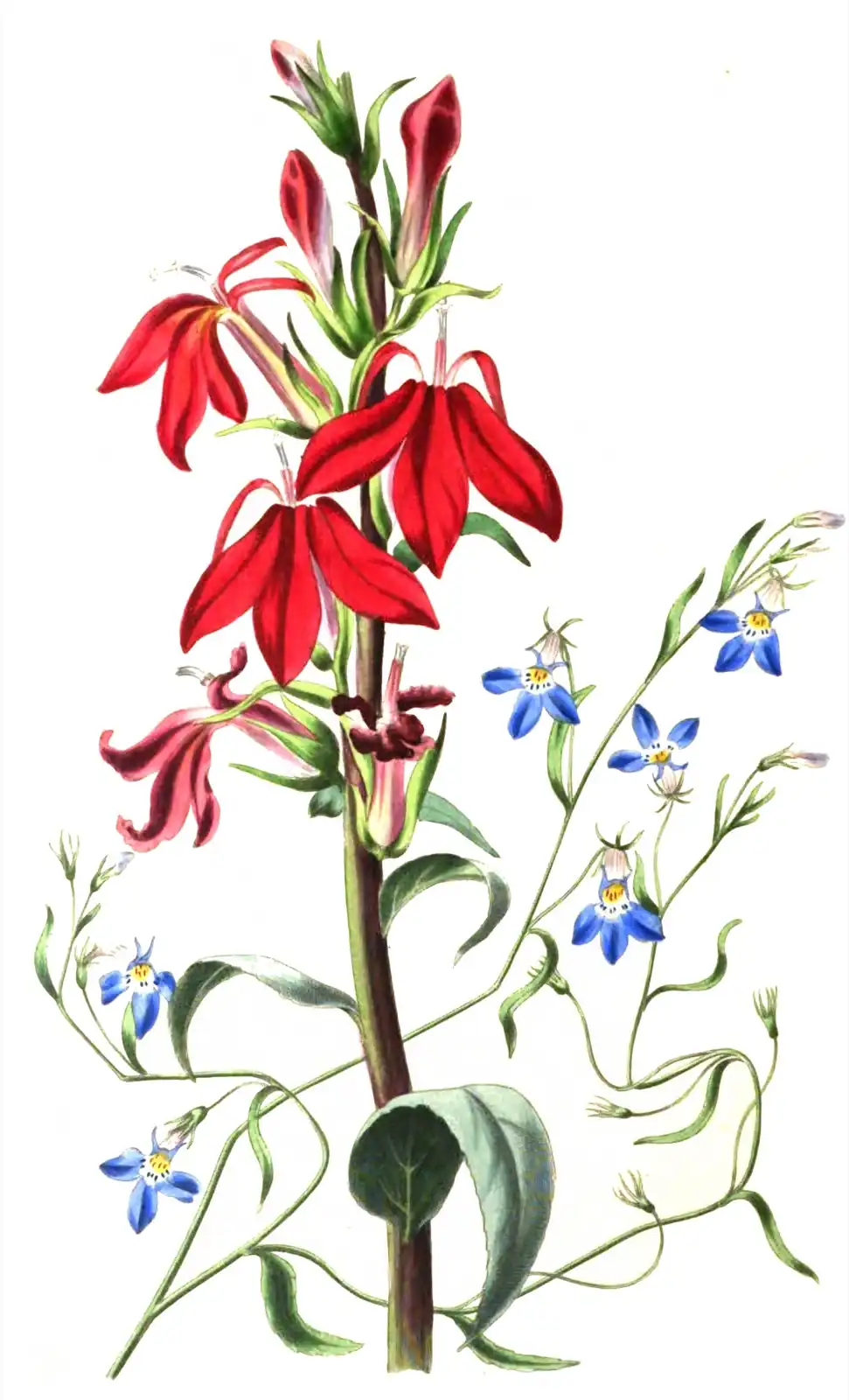 Tallo alto de lobelia con flores rojo intenso, rodeado de tallos finos con florecitas azules de centro blanco