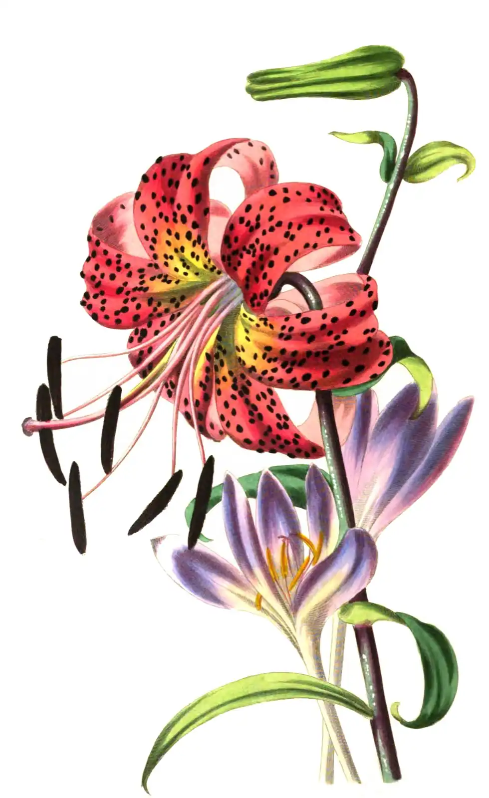 Azucena rosada de pétalos curvados con manchas negras y estambres largos, junto a dos flores lilas de cólquico