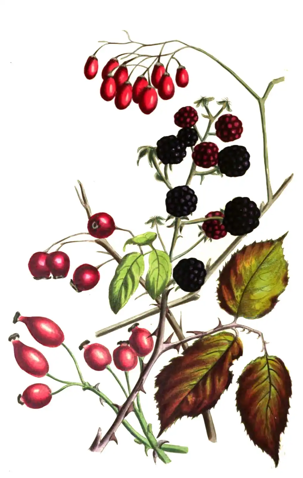 Branches with black and red blackberries, rose hips, hawthorn berries and a hanging cluster of long red berries