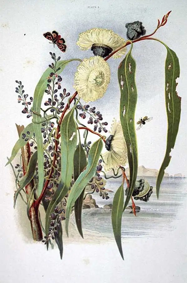 Flores de eucalipto color crema entre hojas largas, una enredadera de racimos morados, insectos y la costa al fondo