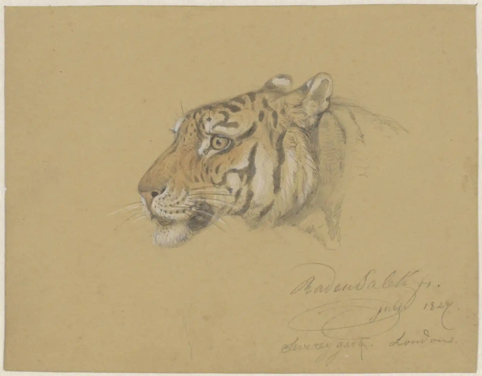 Cabeza de tigre de perfil, en naranja y negro sobre papel marrón claro, con el cuello apenas trazado a lápiz