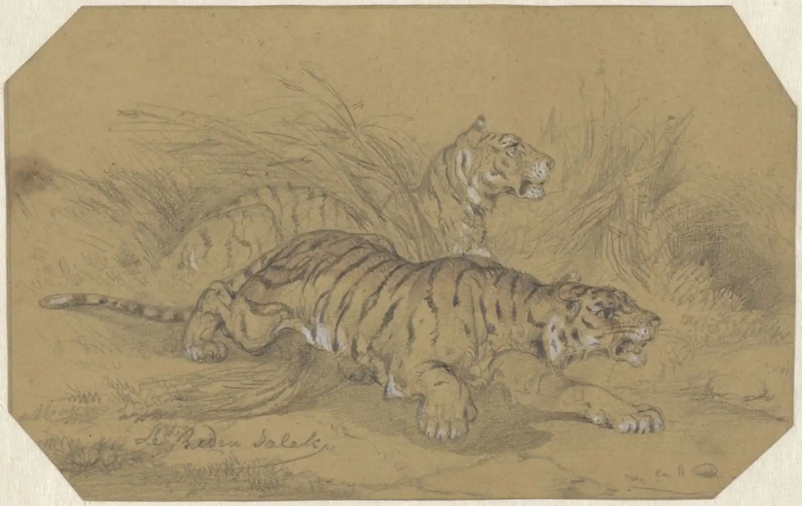 Two striped tigers creeping through tall grass, drawn in brown and white on a sheet with clipped corners