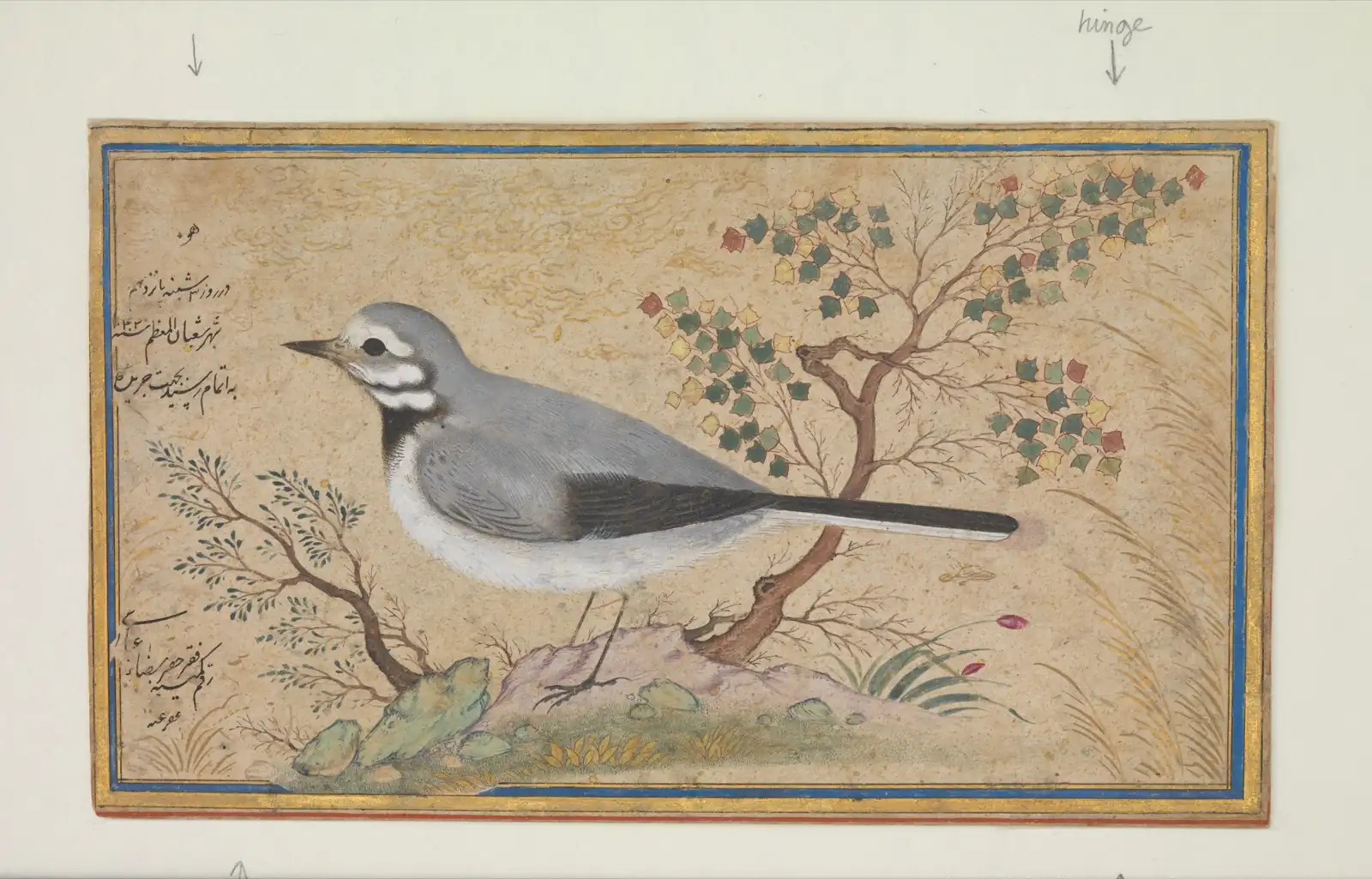 Gray and white long-tailed bird with a black bib, in profile on a rock beside a small tree with multicolored leaves