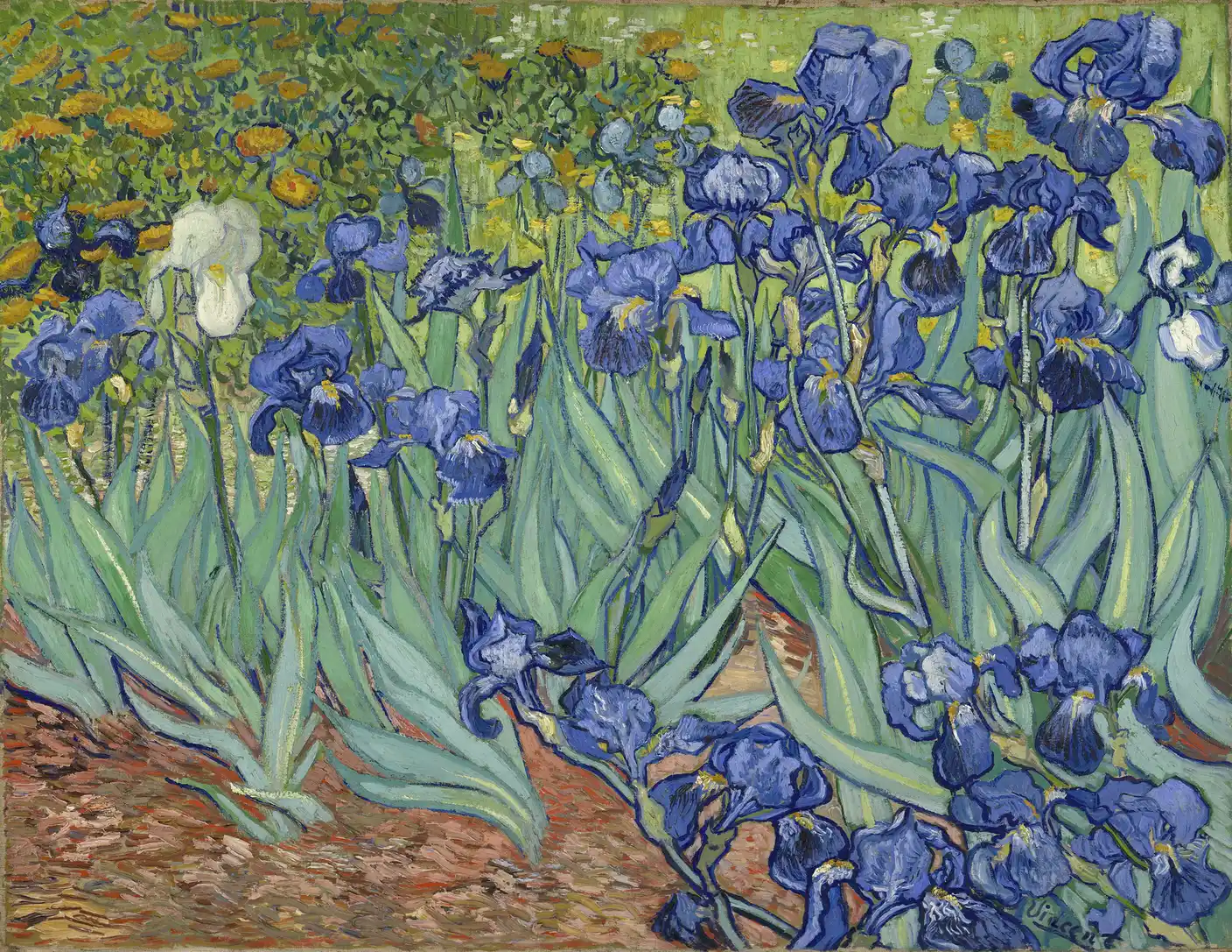 Bed of blue-violet irises with long green leaves over reddish soil, and a single white iris on the left